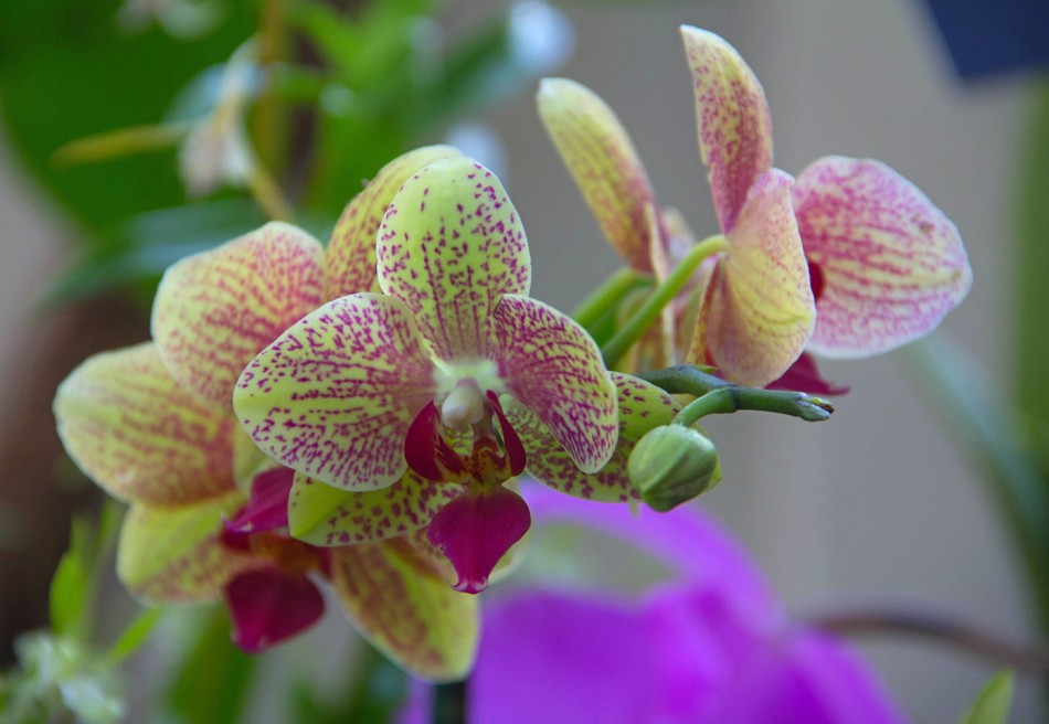 Orchid Colors small