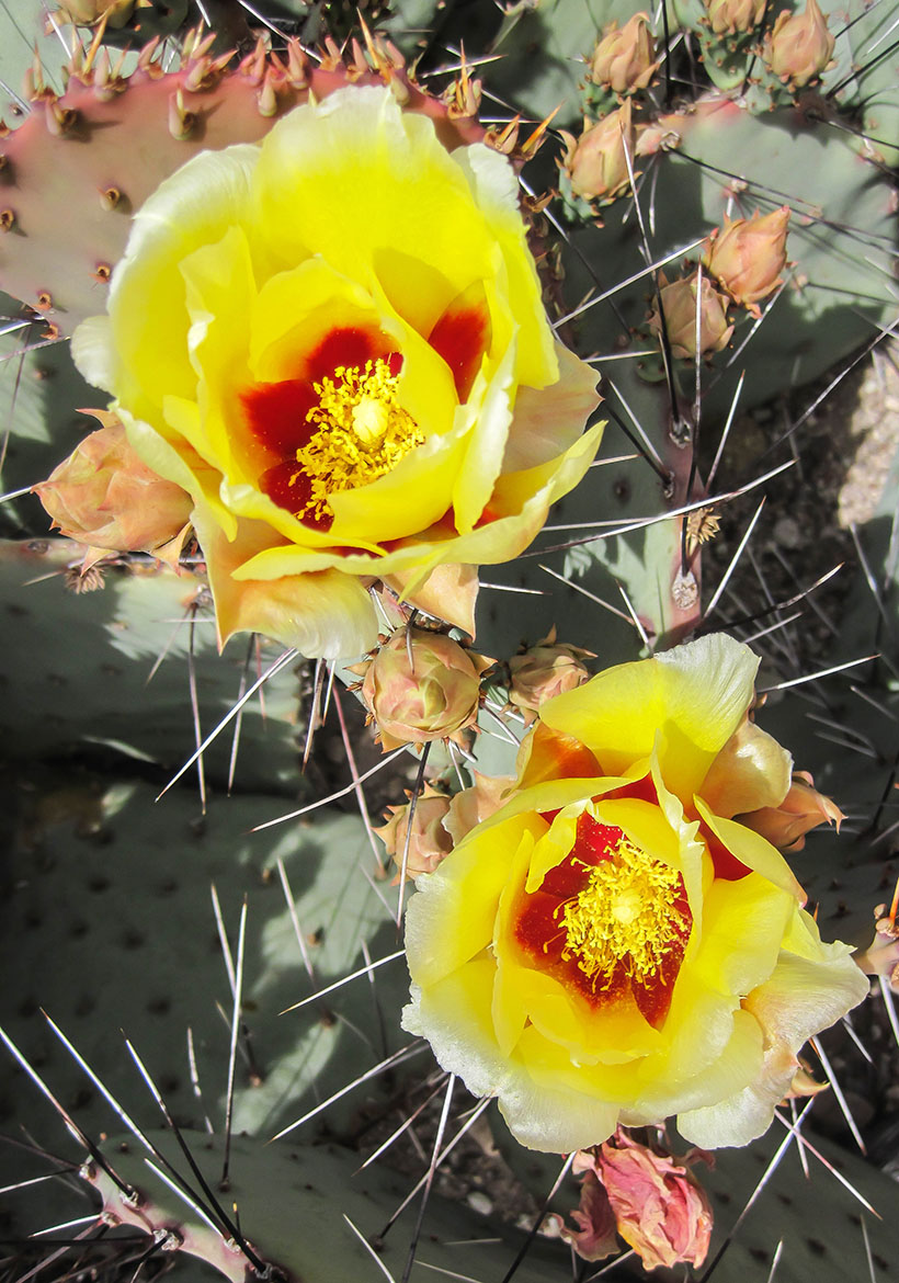 Cactus Flowers small