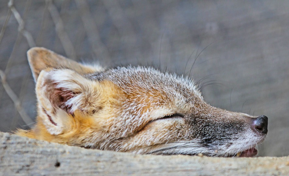 Sleepy Fox small